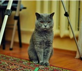Фотография в Домашние животные Вязка Красивый британец,голубого окраса, ищет кошечку в Ставрополе 1 000