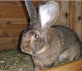 Фотография в Домашние животные Другие животные Продаю кроликов любого возраста в Стерлитамаке 0