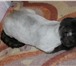 Фото в Домашние животные Услуги для животных - Стрижка собак (модельная, креативная, гигиеническая, в Саров 800