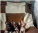 Продаются очень породные щенки той терьера редкого окраса с родословной РКФ от чемпионов породы СУП 65318  фото в Владикавказе