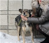 Фотография в Домашние животные Отдам даром Ронда - компаньон и охранница в поисках своей в Новосибирске 0