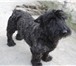 Фото в Домашние животные Вязка собак Порода: Скотч-терьерОкрас мраморный, возраст в Севастополь 0