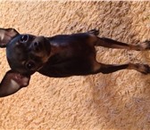 Фотография в Домашние животные Вязка собак Приглашает красивых девочек для вязки с мини в Ейск 5 000