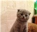 Котята продаются 341540 Британская короткошерстная фото в Москве