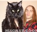 Котята Гиганты породы Мейн Кун 307819 Мейн-кун фото в Сочи