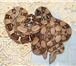 Фото в Домашние животные Другие животные Краснодарский питомник рептилий и экзотических в Оренбурге 3 000