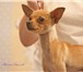 Изображение в Домашние животные Вязка собак Питомник хрустальная мечта предлагает для в Москве 5 000