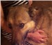 Фото в Домашние животные Найденные Собака на вид 8-10мес, рыжий окрас, ласковая, в Челябинске 0