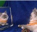 Подаются котята RagDoll (кошка-кукла) 2120578 Рэгдолл фото в Екатеринбурге