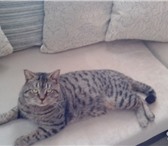 Фотография в Домашние животные Вязка Порода: БританскаяПорядочный котик,ищет подругу в Первоуральске 1 000