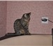 Фотография в Домашние животные Вязка ищу кота-европейца для вязки в Екатеринбурге 0