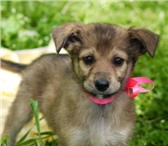 Изображение в Домашние животные Отдам даром Милашка, 2 месяца от роду, ищет добрых, надежных в Таганроге 0
