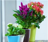 Изображение в Мебель и интерьер Разное • Корпус кашпо с автополивом Green Sun ударопрочен, в Москве 2 900