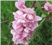 Фото в Прочее,  разное Разное Вистерия флорибунда  (wisteria  floribunda)- в Москве 350