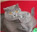 Шикарные котята 2544584 Британская короткошерстная фото в Санкт-Петербурге