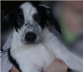 Фото в Домашние животные Отдам даром собаке 5 месяцев,в еде не прихотлива в Челябинске 0