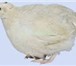 Фотография в Домашние животные Птички Перепелки белые, техасские, бройлерные, 360-370 в Оренбурге 300