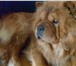 Фотография в Домашние животные Вязка собак Ищем для случки собачку. Наш кобель чистокровный, в Красноярске 0