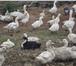 Изображение в Домашние животные Птички Продаю гусей и уток: муларды, пекинка, мускусные. в Москве 450