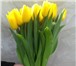Изображение в Домашние животные Растения Предлагаем большой ассортимент тюльпанов, в Судже 27