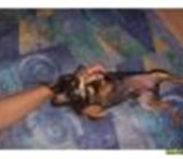 Фотография в Домашние животные Вязка собак мини той терьер приглашает на вязку!развязан!вязки в Томске 0