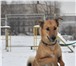 Собака отдается бесплатно в хорошие руки 4387229 Русско-европейская лайка фото в Москве