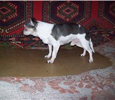 Foto в Домашние животные Вязка собак Кобель чихуахуа Золотой Талисман предлагается в Уфе 1 000