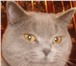 Фотография в Домашние животные Вязка Шотландский кот-страйт приглашает кошечек в Оренбурге 2 000
