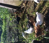 Foto в Домашние животные Другие животные Продаём утят, цыплят, подрощенных.Индауток в Сочи 250