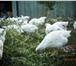 Foto в Домашние животные Птички Продам мясо домашних бройлеров. Выращенные в Тольятти 250