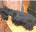 Фотография в Домашние животные Услуги для животных Предлагается стрижка собак и кошек по выгодной в Старая Купавна 700