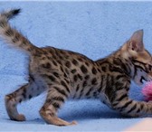 Предлагаем очаровательных элитных Бенгальских котят леопардового окраса лучших американских и европ 69589  фото в Москве