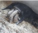 Изображение в Домашние животные Другие животные Данная порода не прихотлива и имеет ряд достоинств. в Иваново 10 000