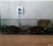 Изображение в Домашние животные Другие животные Продам двух пресноводных красноухих черепах.Здоровы, в Нижнекамске 800