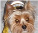 Фотография в Домашние животные Вязка собак Ёрик, готов повысить демографию породы, крупный в Челябинске 100