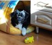 Фото в Домашние животные Вязка собак Трехлетний пекинес-смуф (смесь с мопсом) в Нижнем Тагиле 5