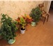 Фото в Домашние животные Растения Растения – деревца : комнатные ( тропические в Магнитогорске 100