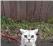 Изображение в Домашние животные Вязка Молодой котик скоттиш страйт британец (без в Нижнем Новгороде 0