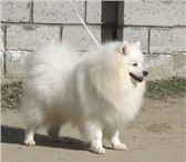 Продаются Щенки Японского Шпица, 3 суки и 1 кобель (дата рожд, 04, 01, 2011год) Отец БАЛТИК ЛАЙН РУ 67894  фото в Волгограде