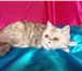 Питомник экзотов предлагает котят 3794527 Экзотическая короткошерстная фото в Омске