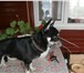 Изображение в Домашние животные Вязка собак Мальчик порода той - терьер мини) очень скучает в Можайск 2 000