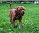 Фото в Домашние животные Вязка собак Молодой (2.5 года) , красивый Бордос ищет в Новосибирске 0