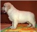 24 октября 2010 года родились щенки голден ретривера (золотистого ретривера) Мама щенков: Перро 68626  фото в Владикавказе
