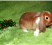 Фото в Домашние животные Грызуны Питомник декоративных кроликов «Пушистое в Москве 5 000