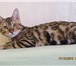 Красивейший бенгальский котенок 3877134 Бенгальская фото в Екатеринбурге