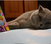 Фотография в Домашние животные Вязка Молодой котик скоттиш фолд приглашает в гости в Твери 0