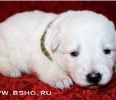 Чудесные щенки Белой Швейцарской Овчарки, 20 сентября 2010 родились долгожданные щенки очень интер 66535  фото в Красноярске