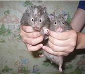 Изображение в Домашние животные Грызуны продам хомяков 2 шт девочки ручные серые в Комсомольск-на-Амуре 800