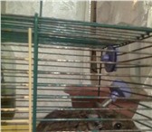 Изображение в Домашние животные Другие животные продам челискую дегу белка с клеткой ласковая в Иваново 800