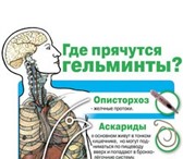 Изображение в Красота и здоровье Медицинские услуги Паразитолог (специалист широкой практики, в Ярославле 1 990